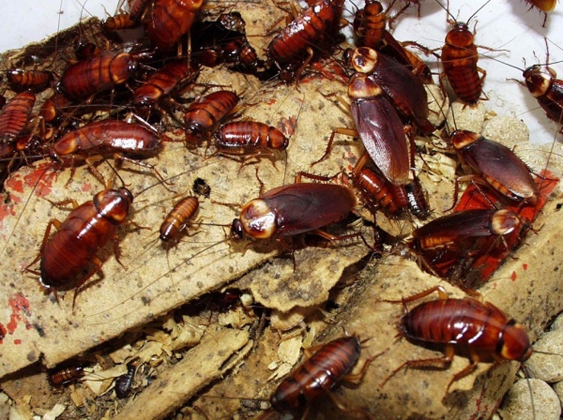 Gián là loài côn trùng không những phá hoại đồ dùng trong nhà mà còn là nguyên nhân gián tiếp gây hại đến sức khỏe con người