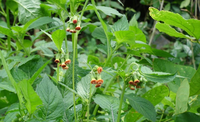 Bật mí những cây thuốc Nam chữa bệnh bướu cổ an toàn và hiệu quả 2