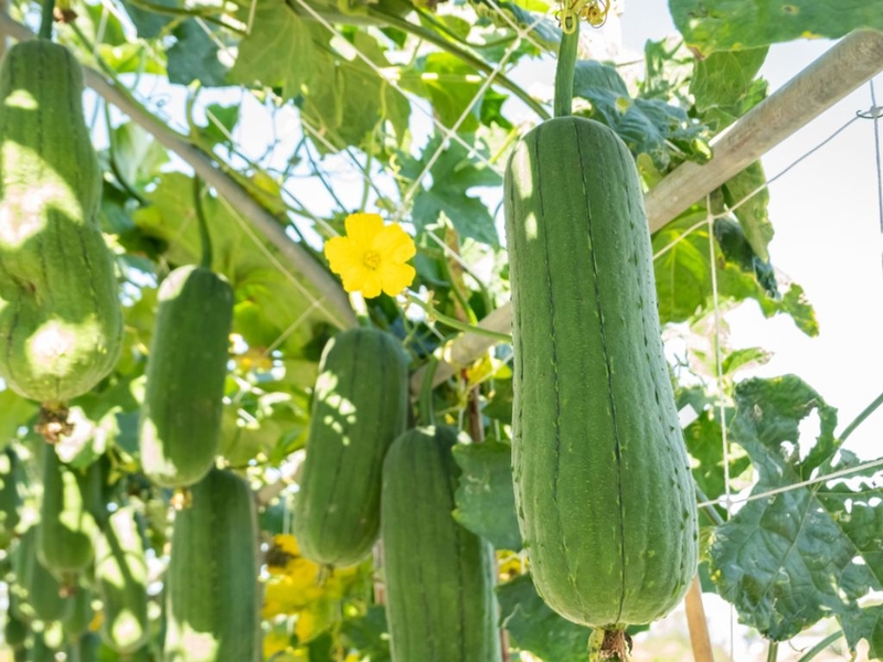 Bật mí: Phụ nữ sau sinh ăn mướp được không và những công dụng từ mướp cho sản phụ 1