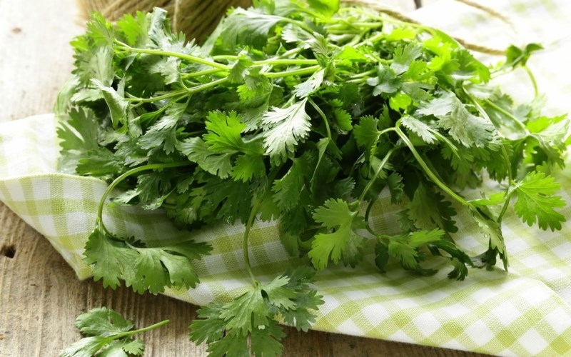 Bật mí phương pháp giảm cân bằng rau mùi cực kì hiệu quả 1