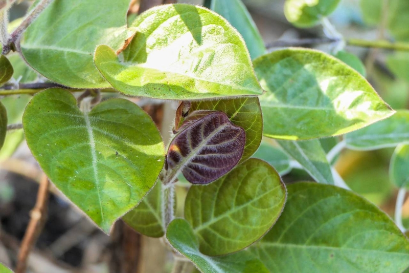 Bật mí sự thật: Lá mơ và lá thúi địch giống hay khác nhau? 1