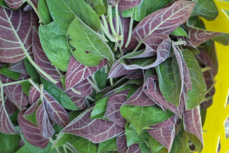 Bật mí sự thật: Lá mơ và lá thúi địch giống hay khác nhau? 2