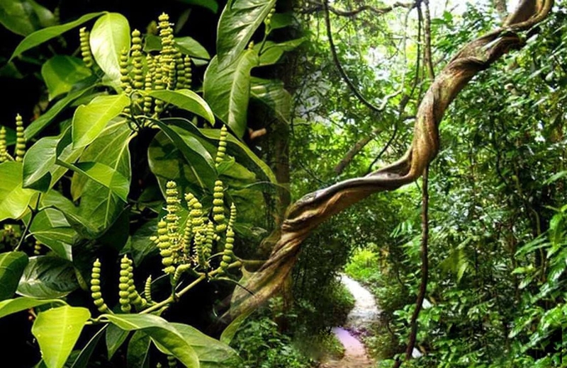 Bật mí tác dụng của cao gắm chữa xương khớp