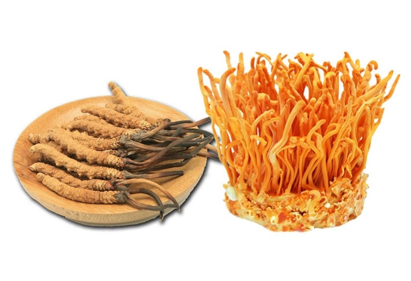 Đông trùng hạ thảo bồi bổ sức khỏe được khuyên dùng