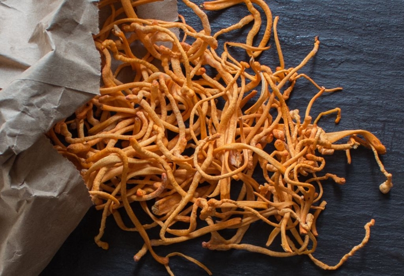 Chia sẻ tác dụng của đông trùng hạ thảo với người già