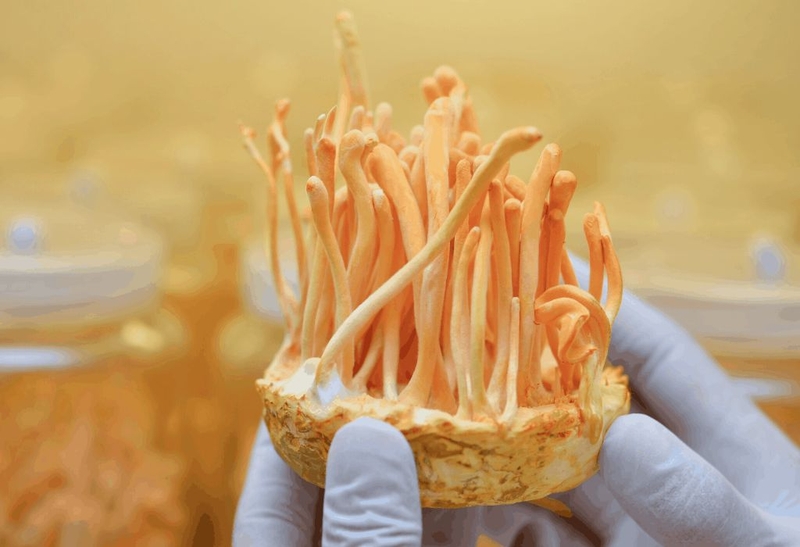 Cần nhớ được những lưu ý khi sử dụng đông trùng hạ thảo cho người già