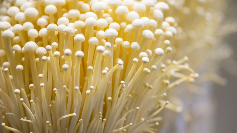 Nấm kim châm là thực phẩm giàu dinh dưỡng, nhưng nếu chế biến hoặc sử dụng sai cách, giá trị dinh dưỡng sẽ giảm đi