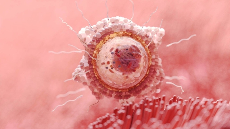 Bầu 1 tháng: Những dấu hiệu và sự thay đổi của mẹ và bé bạn cần biết 3