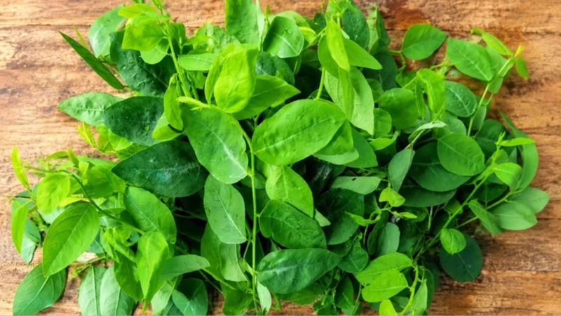 Nên lựa chọn rau ngót tươi, có nguồn gốc rõ ràng