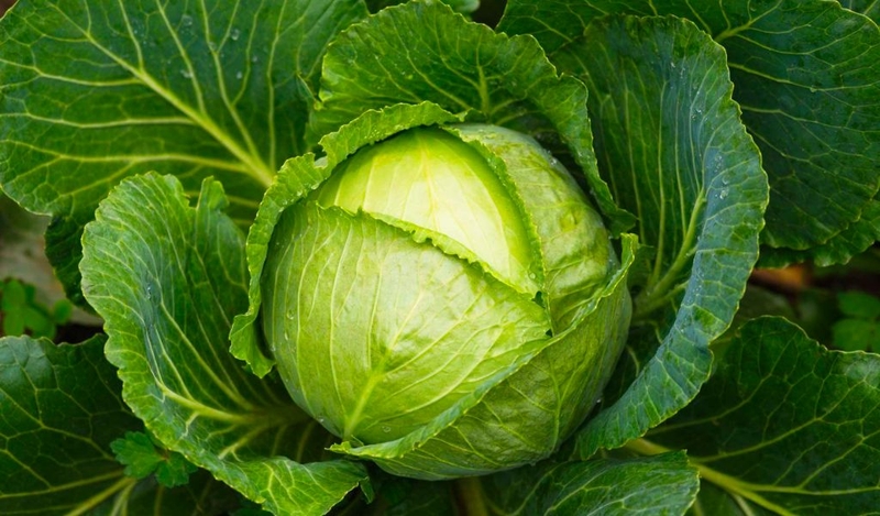 Bầu 3 tháng đầu ăn bắp cải được không? Cách chọn mua và bảo quản 3