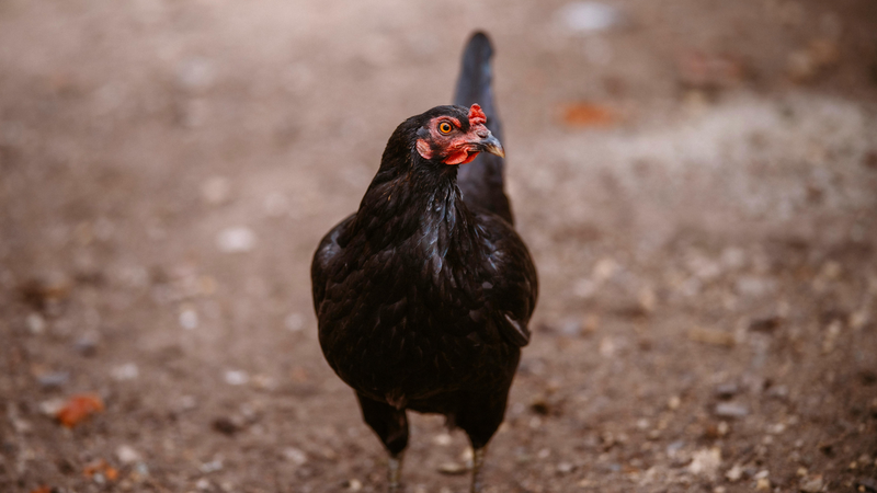 Liệu bầu 3 tháng đầu ăn gà ác được không?