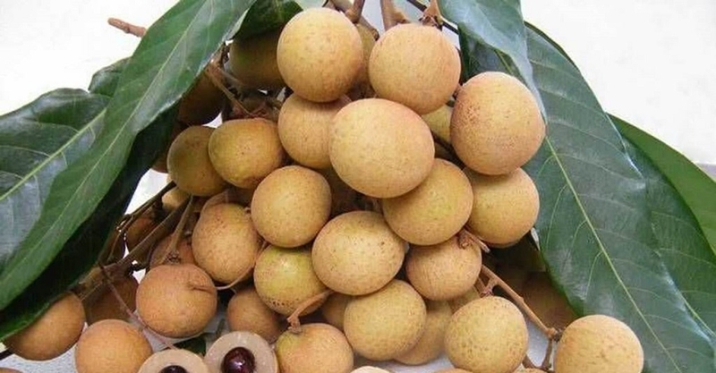 Bầu 3 tháng đầu ăn nhãn được không? Những điều bà bầu cần lưu ý khi ăn nhãn 4