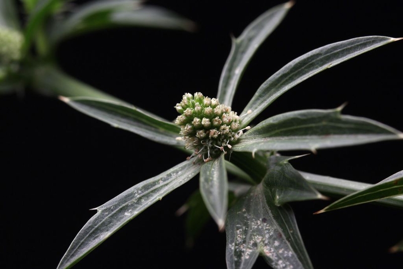 Bầu 3 tháng đầu ăn rau mùi tàu được không? Công dụng mà rau mùi tàu là gì? 2