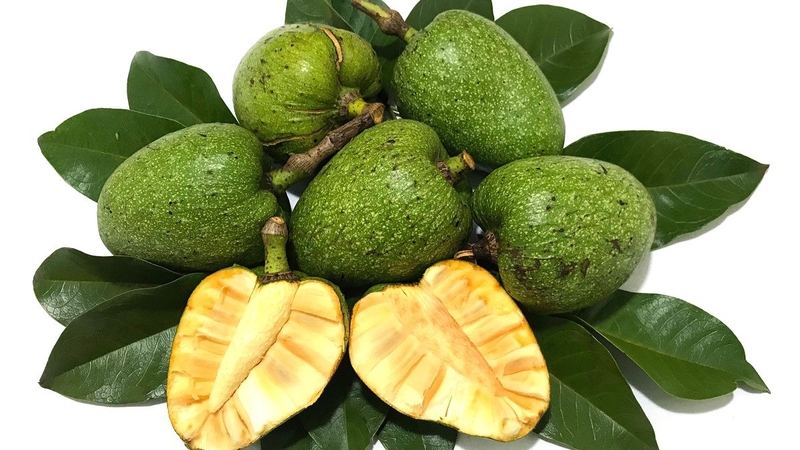 Bình bát là loại quả dân dã, được tìm thấy nhiều ở miền Trung và miền Nam nước ta