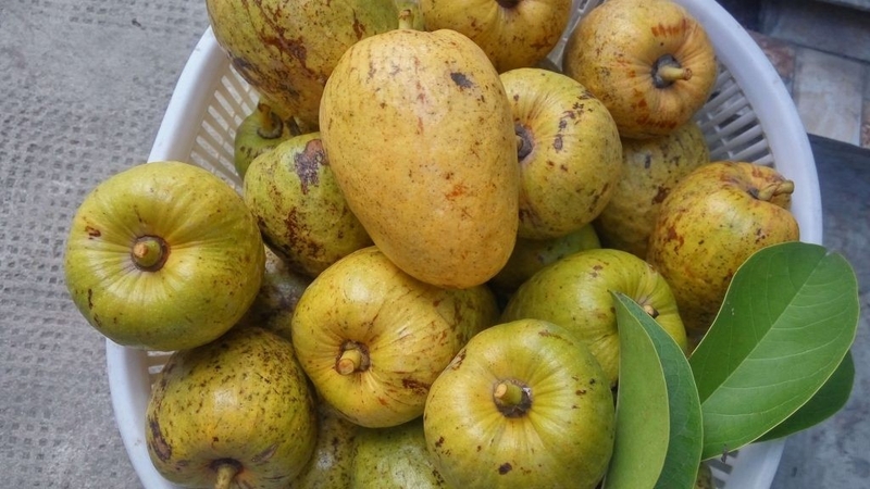 Bầu ăn bình bát được không? Câu trả lời là có nhưng cần cân nhắc liều lượng