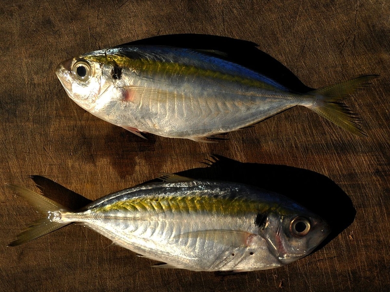 Bầu ăn cá chỉ vàng được không? Một số lưu ý khi bà bầu ăn cá chỉ vàng