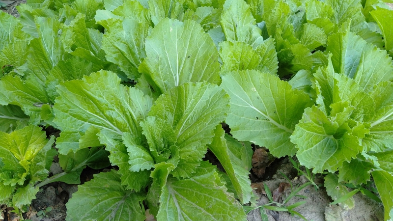 Bầu ăn cải bẹ xanh được không là thắc mắc của nhiều người