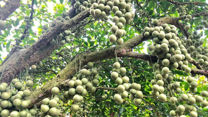 Bầu ăn dâu da nuốt hạt được không? Một số lưu ý khi ăn dâu cho bầu 3