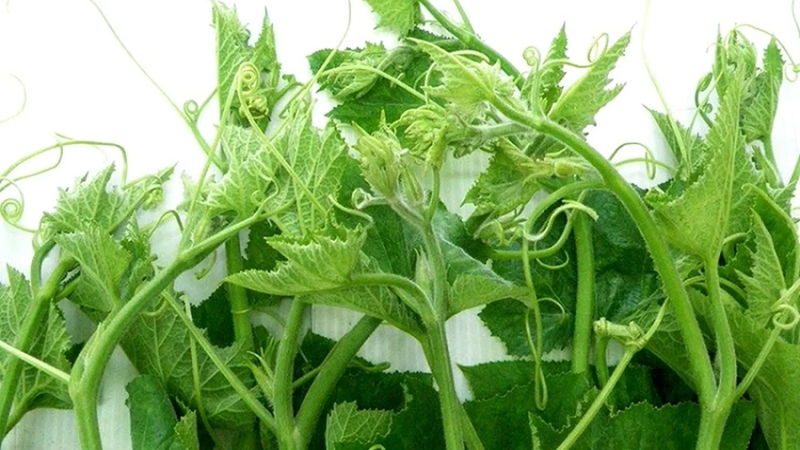 Đọt bí là loại rau có vị thanh mát, giàu dinh dưỡng