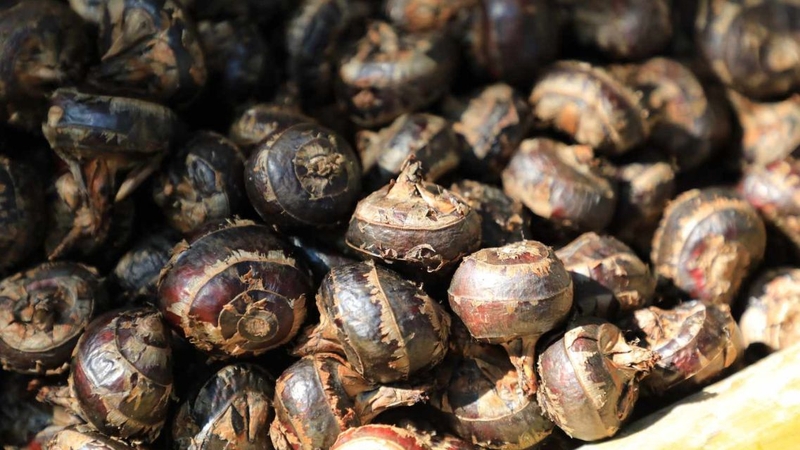 Bầu ăn củ năng được không? Cách ăn củ năng tốt cho mẹ bầu 1