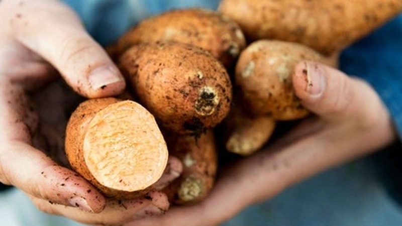 Bầu ăn khoai lang được không? Lợi ích của khoai lang đối với sức khỏe của mẹ và bé 1