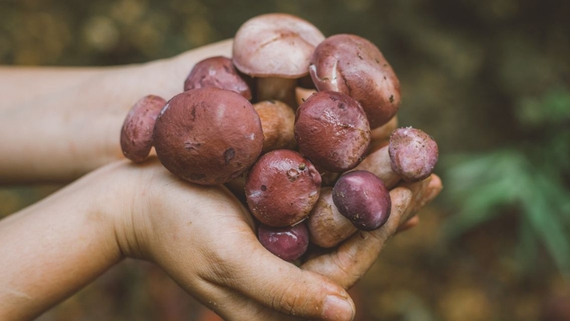 Bầu ăn nấm tràm được không? Cách ăn nấm tràm tốt cho sức khỏe 1