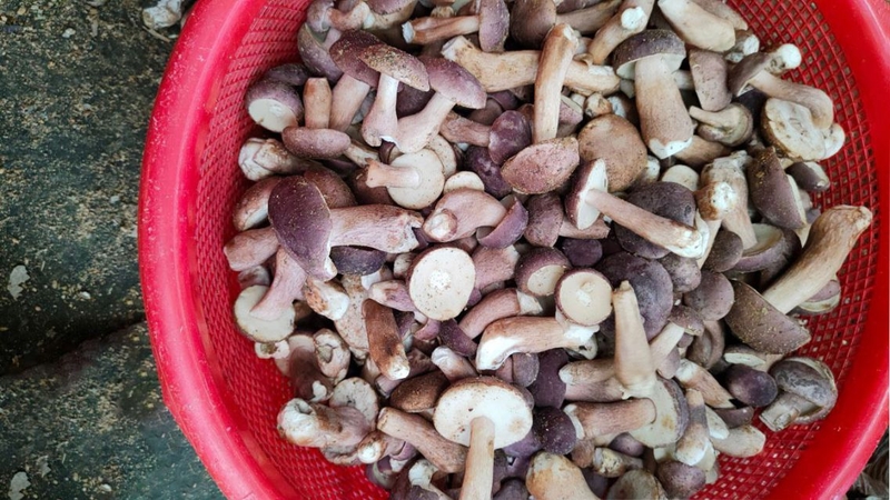 Bầu ăn nấm tràm được không? Cách ăn nấm tràm tốt cho sức khỏe 2