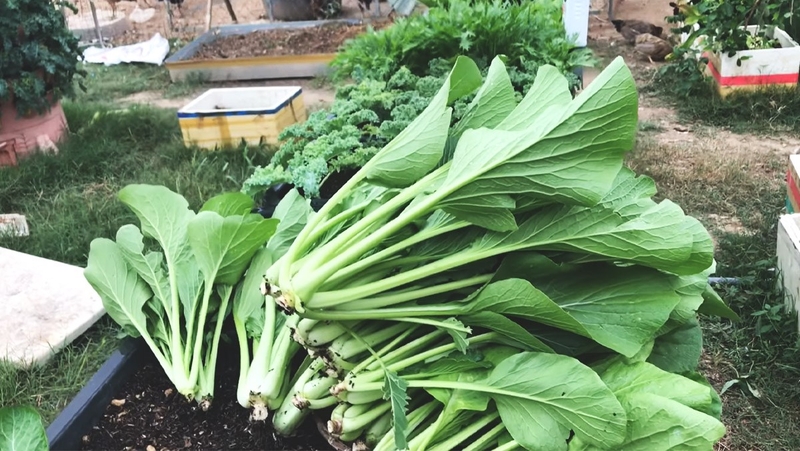 Bầu ăn rau cải được không? Công dụng tuyệt vời của rau cải với bà bầu 1