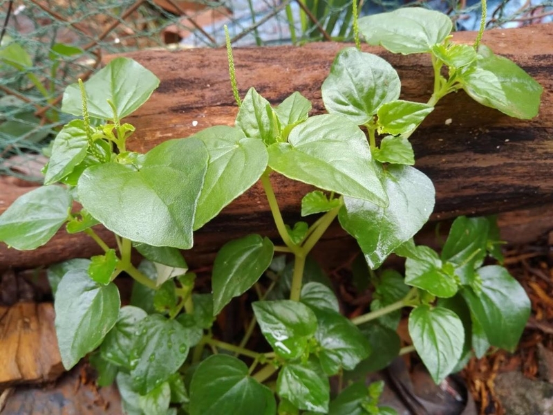 Bầu ăn rau càng cua được không? Những lưu ý cho mẹ bầu khi ăn rau càng cua 1