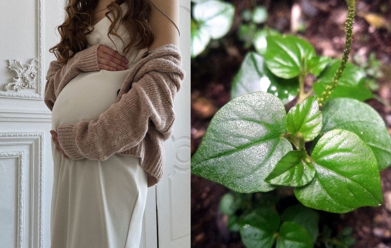 Bầu ăn rau càng cua được không? Những lưu ý cho mẹ bầu khi ăn rau càng cua 2