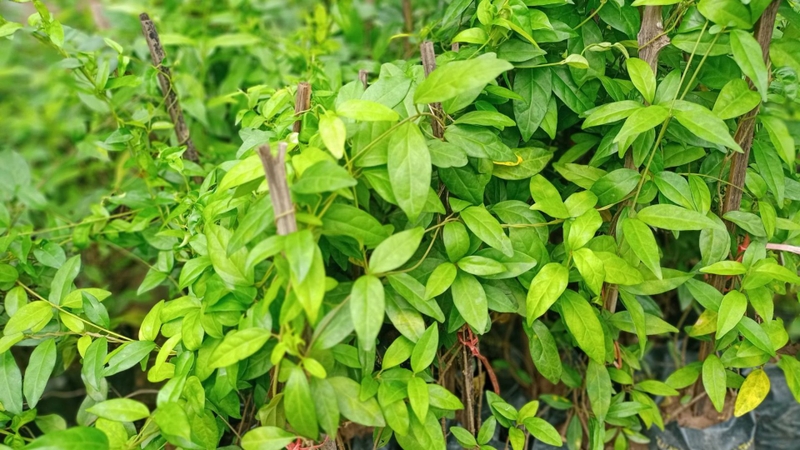 Bầu có nên uống dây thìa canh? Gợi ý thay thế an toàn nếu mẹ cần kiểm soát đường huyết 1