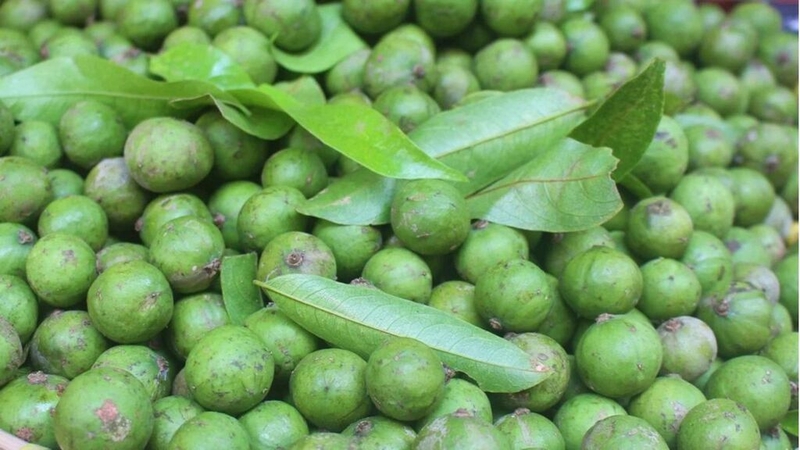 Bầu uống nước sấu được không? Những lưu ý khi uống nước sấu dành cho mẹ bầu 1