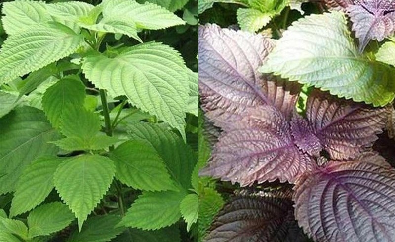 Bé bị phát ban sau sốt có nên tắm không? Các cha mẹ cần lưu ý điều gì? 3