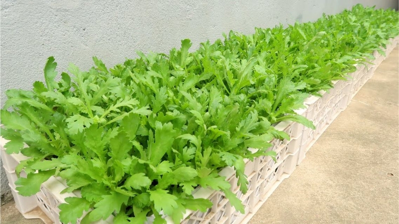 Bé mấy tháng ăn được rau cải cúc​ là thông tin nhiều mẹ muốn biết