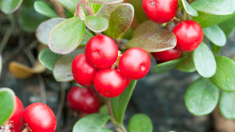 Bearberry có lượng calo thấp, giàu chất xơ và ít chất béo, giúp hỗ trợ tiêu hóa hiệu quả