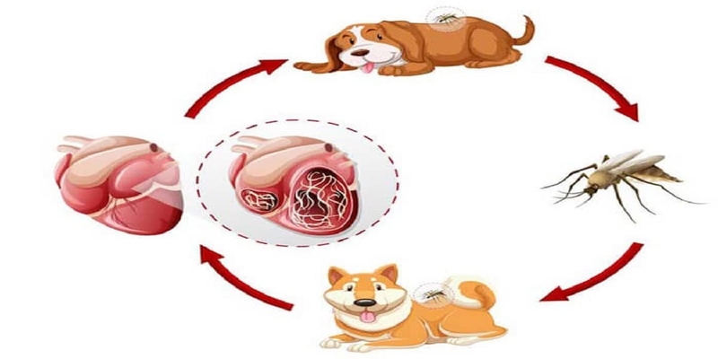 Bệnh Dirofilariasis là gì? Những vấn đề cần biết về Bệnh Dirofilariasis ở người2.jpg