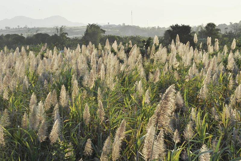 Bệnh cao huyết áp uống nước mía được không? 2