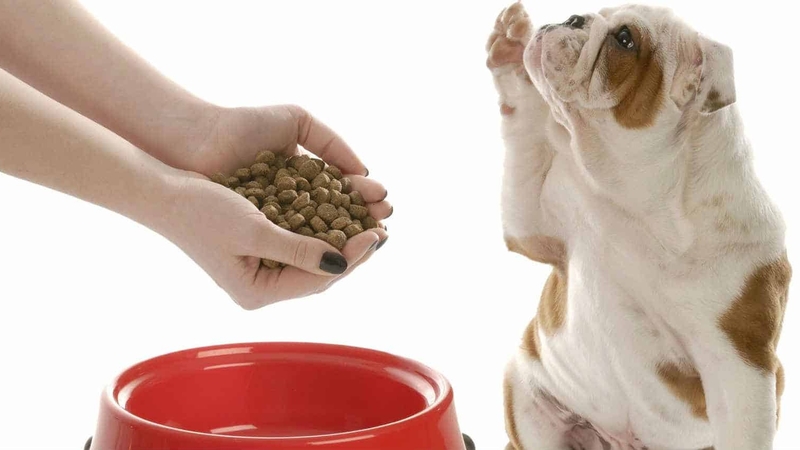 [Thắc mắc] Bệnh care ở chó có lây sang người không? 2