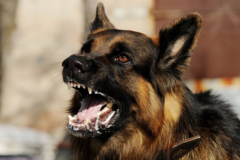 Bệnh dại có lây từ người sang người không? 3