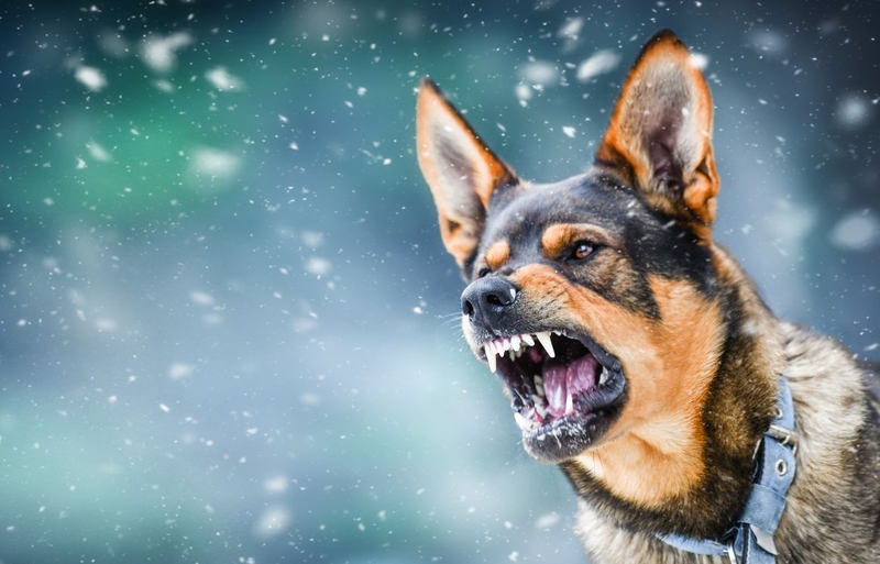 Bệnh dại phát triển trong cơ thể con người như thế nào 1