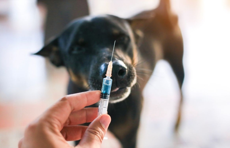 Bệnh dại phát triển trong cơ thể con người như thế nào 4