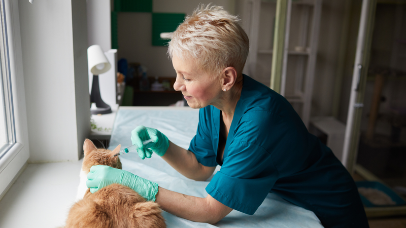 Bệnh dại thể điên cuồng là gì? Cách phòng ngừa bệnh dại điên cuồng4