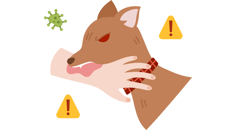 Bệnh dại thể liệt – Triệu chứng nhận biết và cách phòng ngừa3