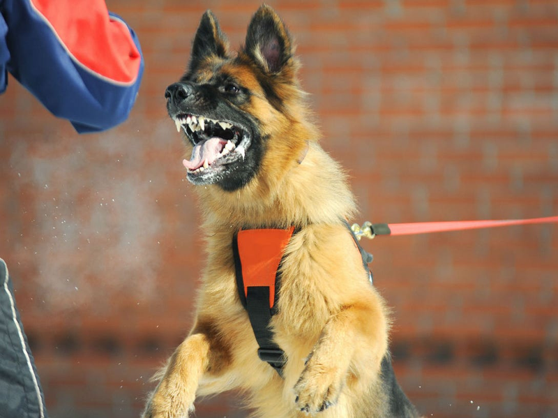 bệnh dại ủ bệnh bao lâu 2