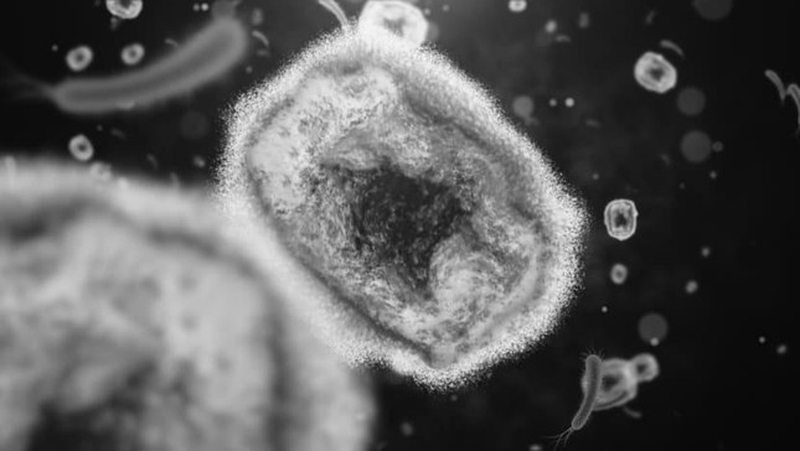 Bệnh đậu mùa khỉ có ngứa không2