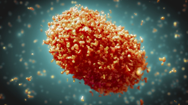 Bệnh đậu mùa khỉ là gì? Bệnh đậu mùa khỉ lây qua đường nào? 1