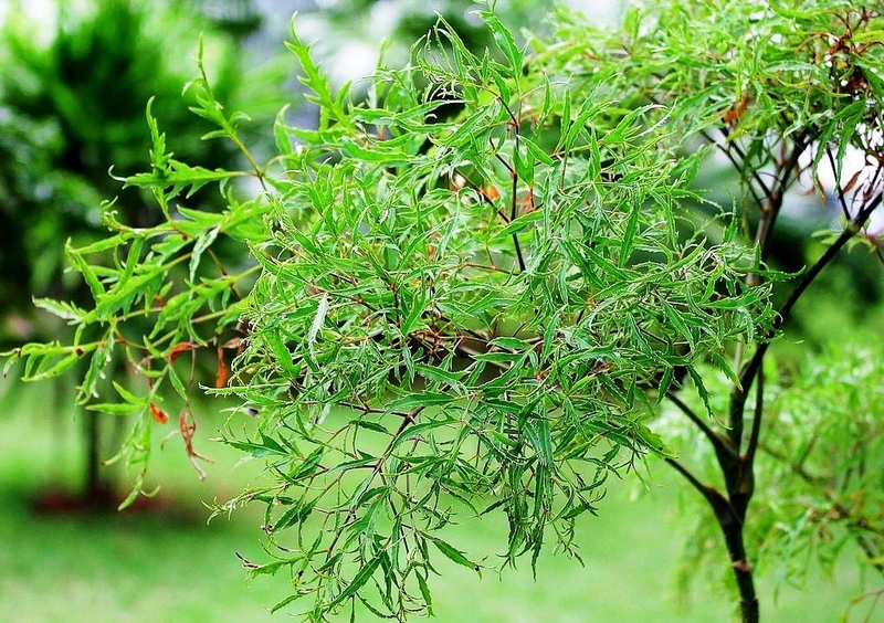 5 bài thuốc chữa bệnh dị ứng mùa hè không phải ai cũng biết 1