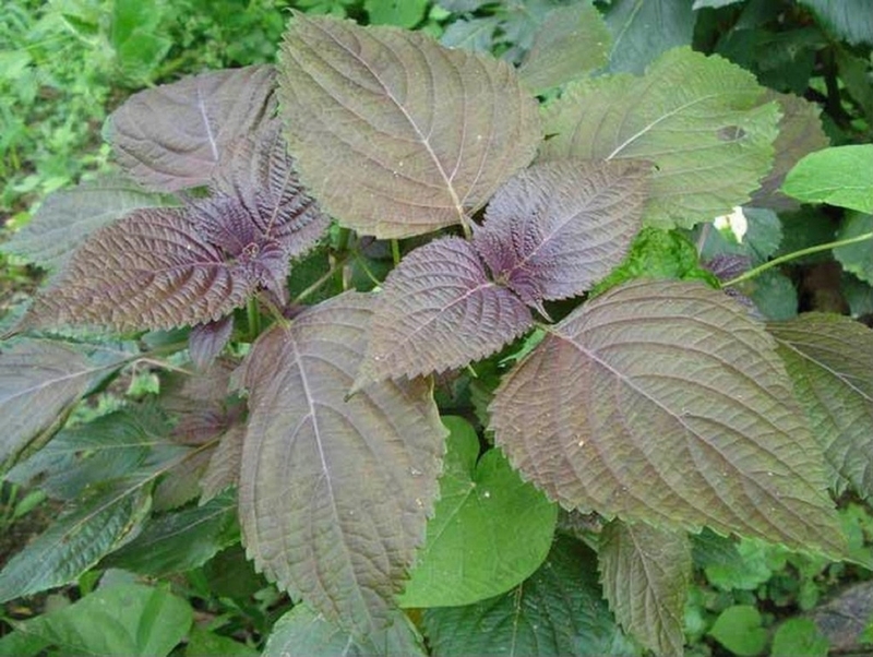 5 bài thuốc chữa bệnh dị ứng mùa hè không phải ai cũng biết 3