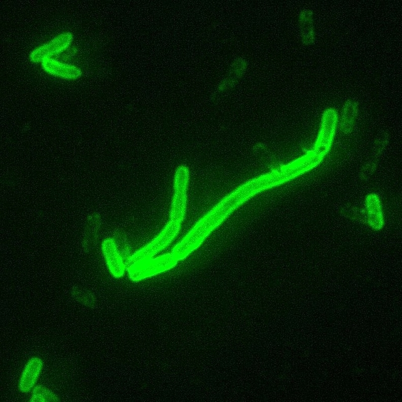 benh-dich-hach-co-chua-duoc-khong-nhung-dieu-can-biet-ve-benh-dich-hach 2