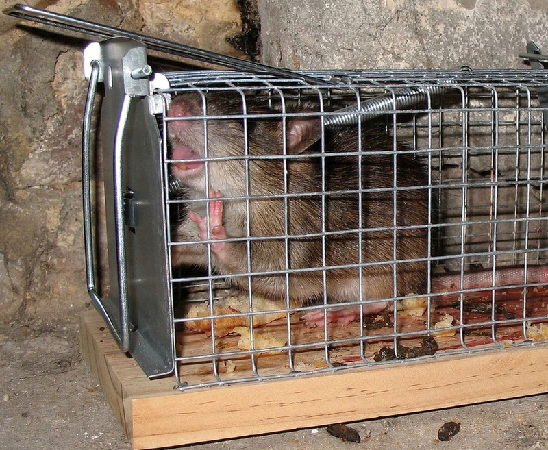 benh-dich-hach-co-chua-duoc-khong-nhung-dieu-can-biet-ve-benh-dich-hach 5